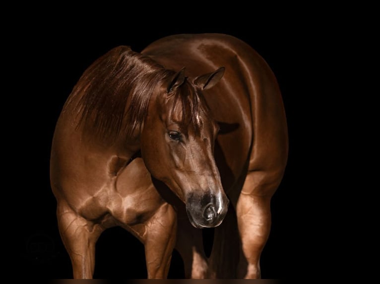 American Quarter Horse Mare 5 years Sorrel in Canyon