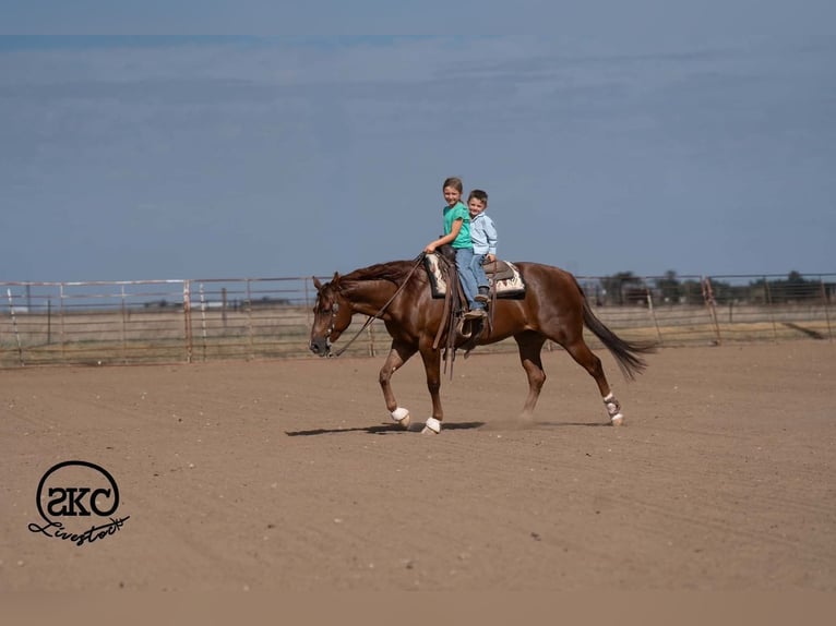 American Quarter Horse Mare 5 years Sorrel in Canyon