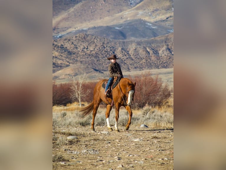 American Quarter Horse Mare 5 years Sorrel in Cody, WY
