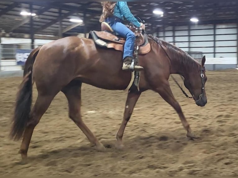 American Quarter Horse Mare 5 years Sorrel in Robards, KY
