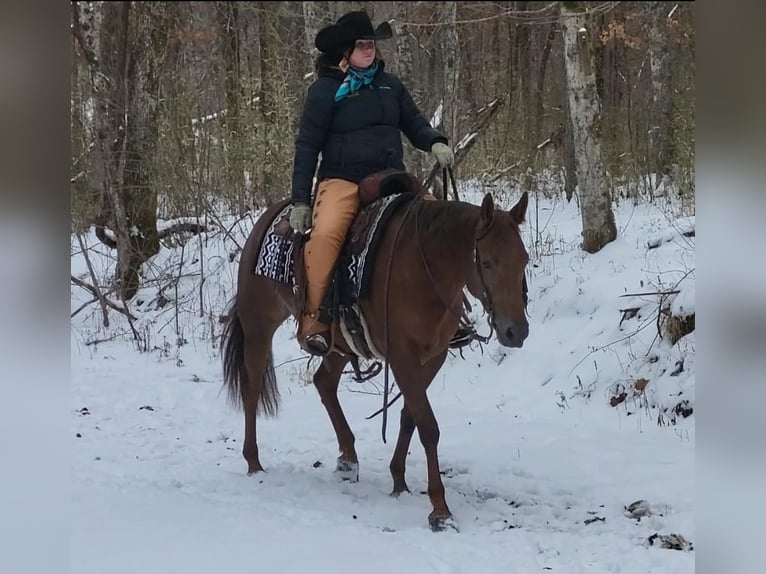American Quarter Horse Mare 5 years Sorrel in Robards, KY