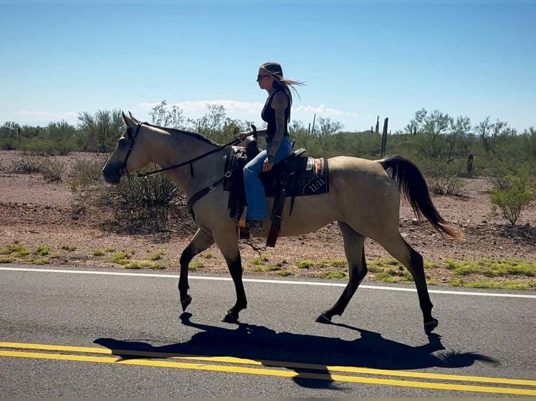 American Quarter Horse Mare 5 years in Marana AZ American Quarter Horse Mare 5 years in Marana AZ