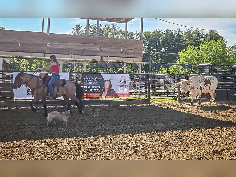American Quarter Horse Mare 6 years 13,3 hh Roan-Bay in Tremont IL