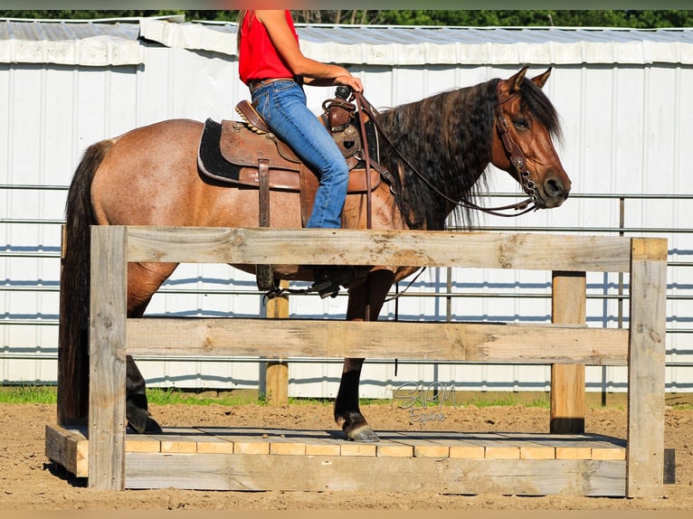 American Quarter Horse Mare 6 years 13,3 hh Roan-Bay in Tremont IL