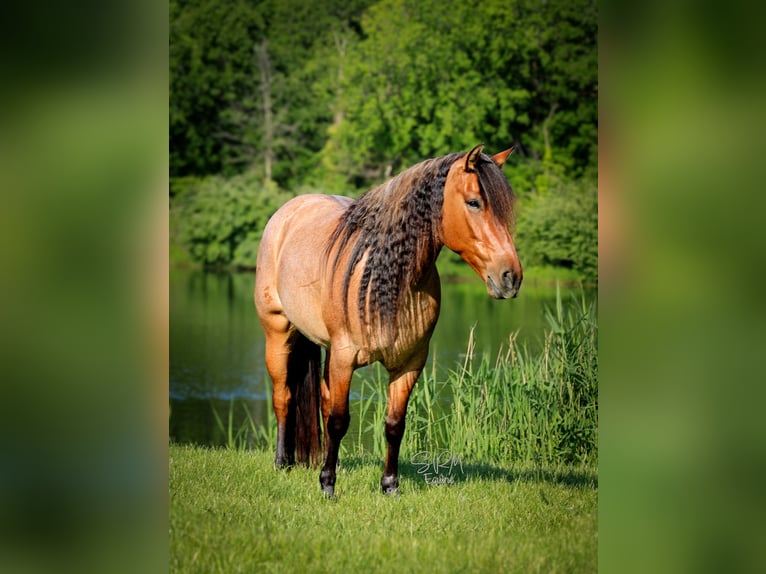 American Quarter Horse Mare 6 years 13,3 hh Roan-Bay in Tremont IL