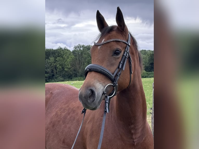American Quarter Horse Mix Mare 6 years 14.1 hh Brown in Unna