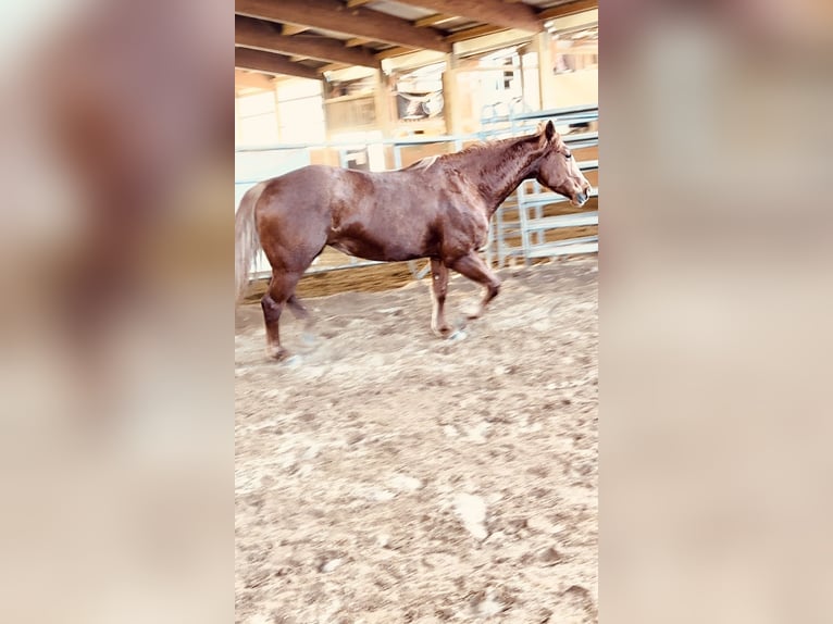 American Quarter Horse Mare 6 years 14,1 hh Chestnut-Red in Boxberg