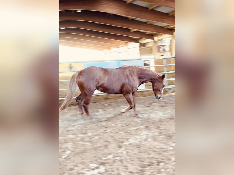 American Quarter Horse Mare 6 years 14,1 hh Chestnut-Red in Boxberg