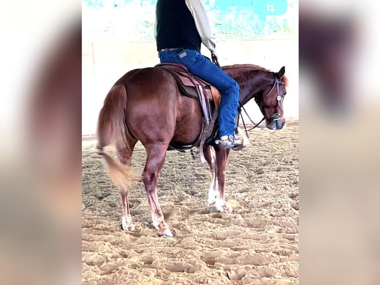 American Quarter Horse Mare 6 years 14,1 hh Chestnut-Red in Boxberg