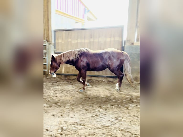 American Quarter Horse Mare 6 years 14,1 hh Chestnut-Red in Boxberg