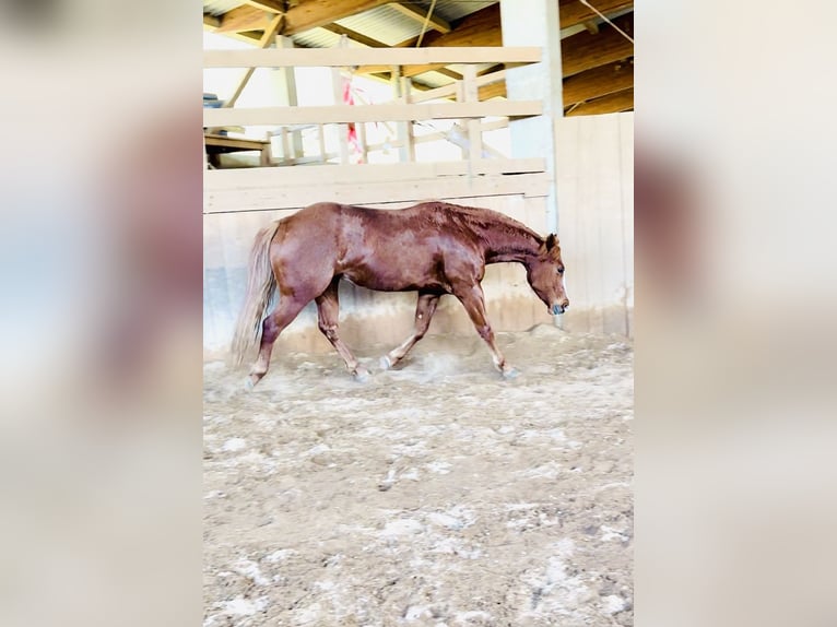 American Quarter Horse Mare 6 years 14,1 hh Chestnut-Red in Boxberg