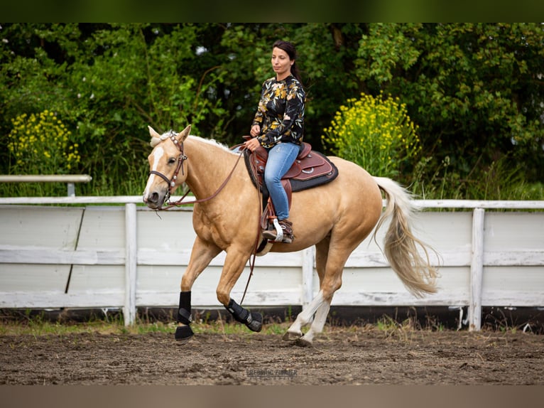 American Quarter Horse Mare 6 years 14,1 hh Palomino in Montabaur