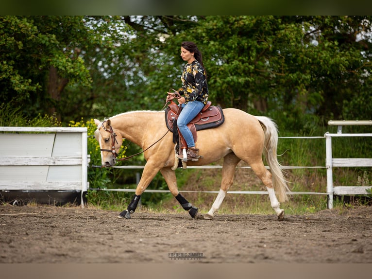 American Quarter Horse Mare 6 years 14,1 hh Palomino in Montabaur