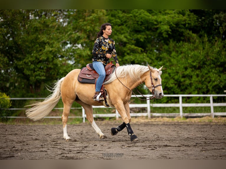 American Quarter Horse Mare 6 years 14,1 hh Palomino in Montabaur