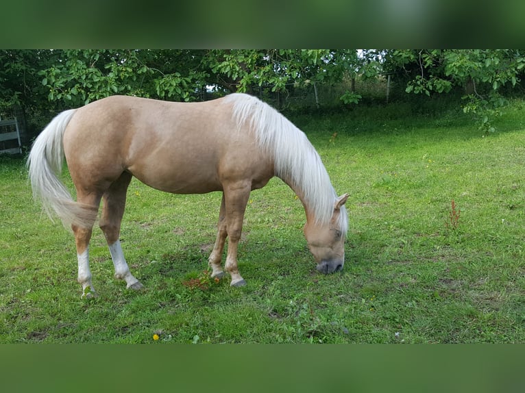 American Quarter Horse Mare 6 years 14,1 hh Palomino in Montabaur