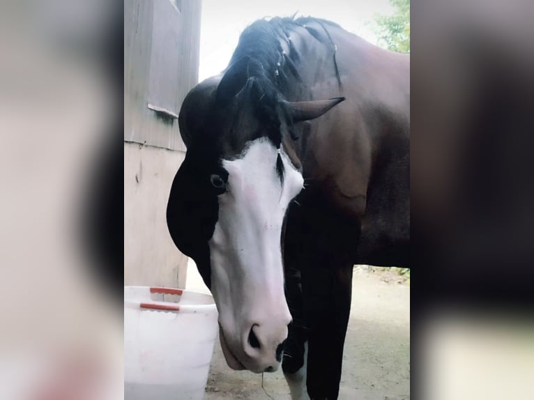 American Quarter Horse Mare 6 years 14,1 hh Pinto in Burladingen