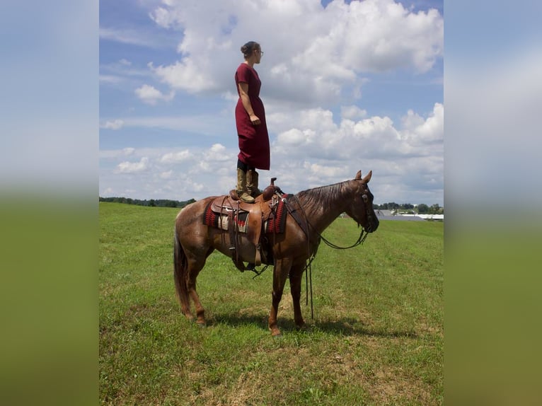 American Quarter Horse Mare 6 years 14,1 hh Roan-Red in Millersburg, OH