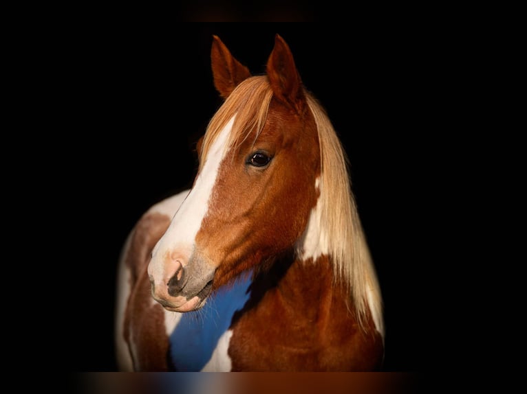 American Quarter Horse Mare 6 years 14,1 hh Tobiano-all-colors in Weatherford TX