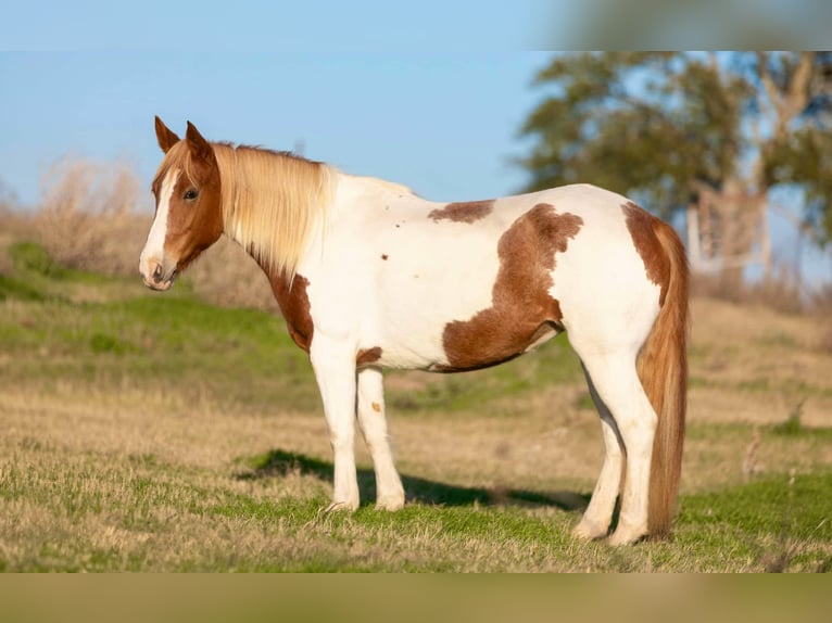 American Quarter Horse Mare 6 years 14,1 hh Tobiano-all-colors in Weatherford TX