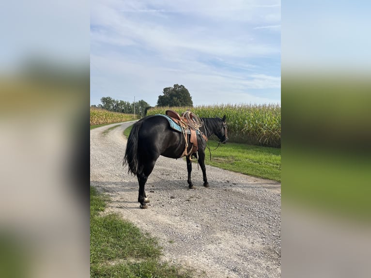 American Quarter Horse Mare 6 years 14,2 hh Black in ROSEBUSH, MI