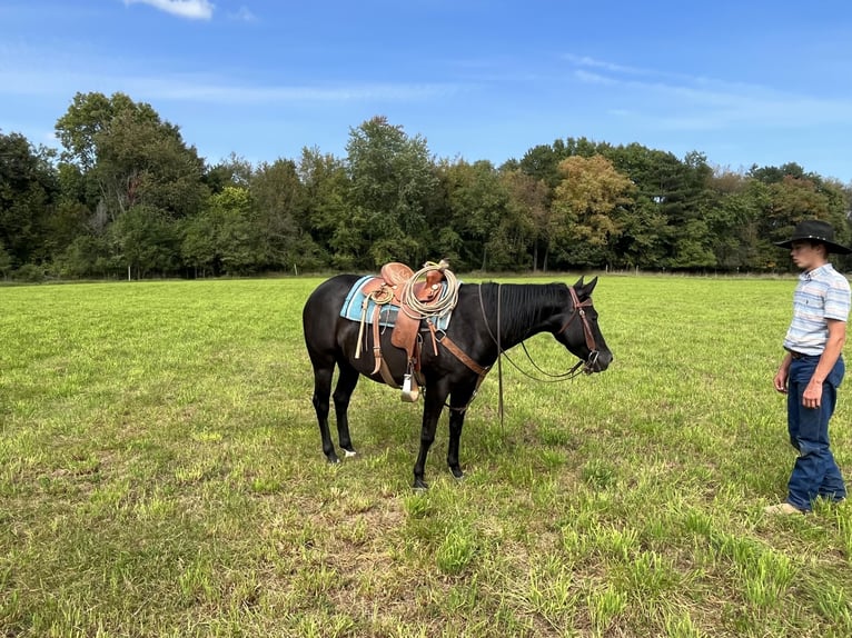 American Quarter Horse Mare 6 years 14,2 hh Black in ROSEBUSH, MI