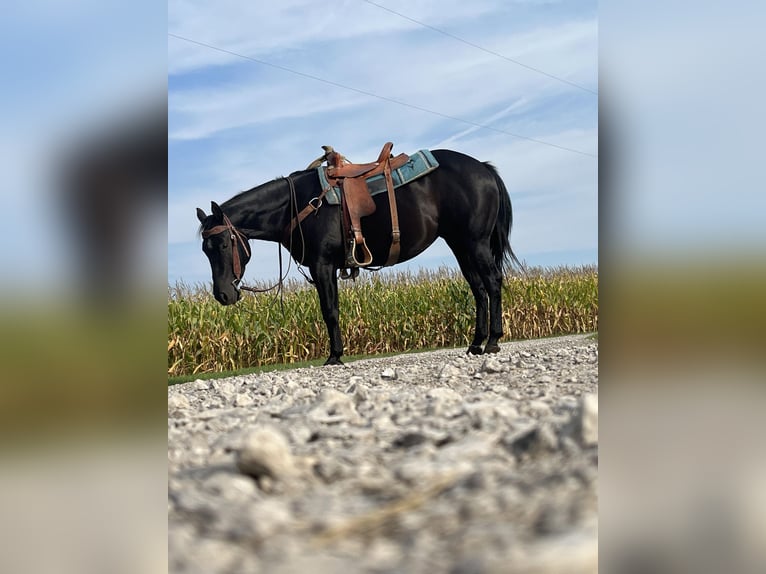 American Quarter Horse Mare 6 years 14,2 hh Black in ROSEBUSH, MI