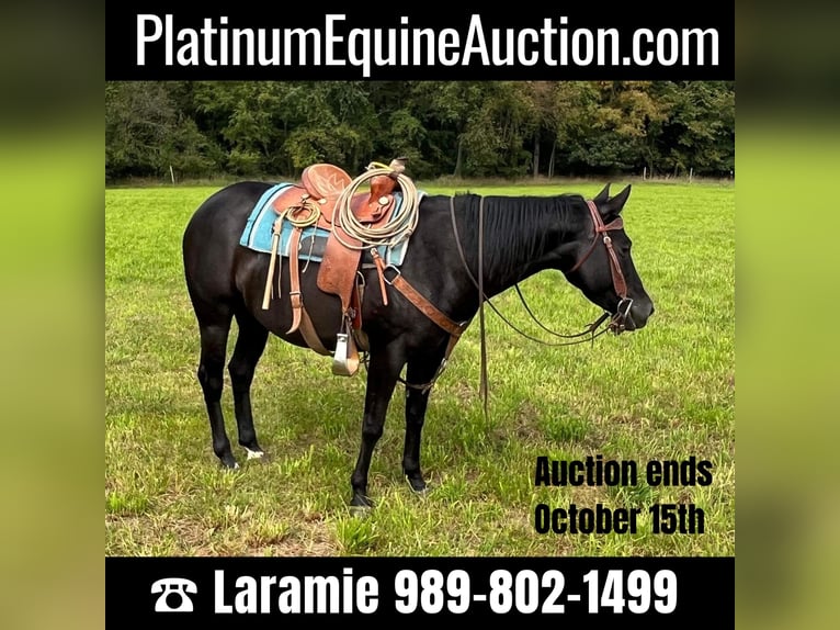 American Quarter Horse Mare 6 years 14,2 hh Black in ROSEBUSH, MI