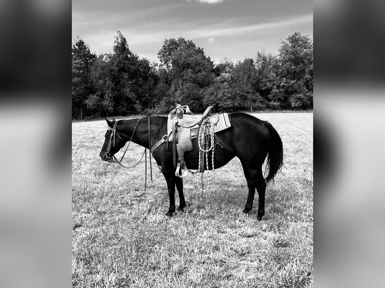 American Quarter Horse Mare 6 years 14,2 hh Black in ROSEBUSH, MI