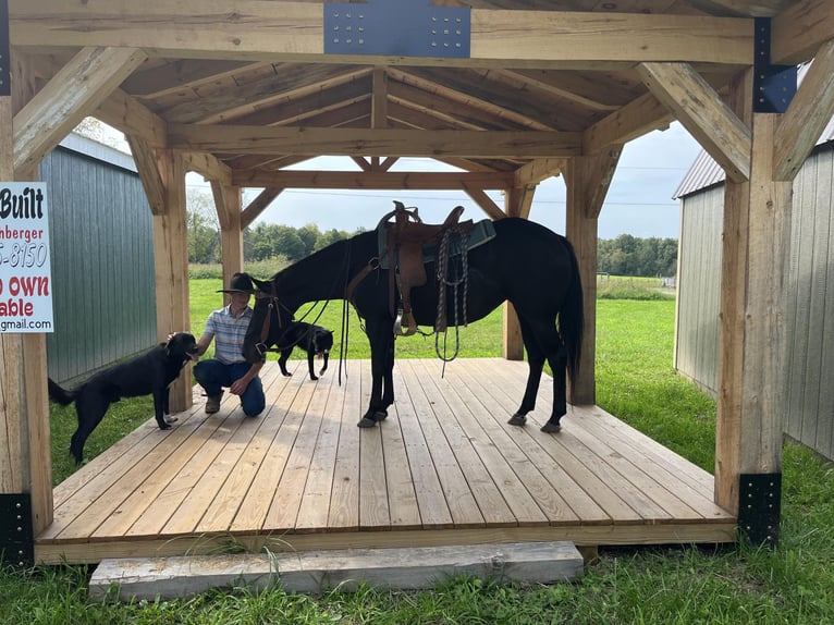 American Quarter Horse Mare 6 years 14,2 hh Black in ROSEBUSH, MI