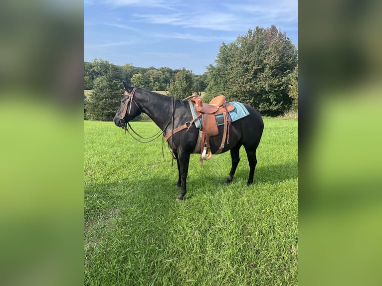 American Quarter Horse Mare 6 years 14,2 hh Black in ROSEBUSH, MI