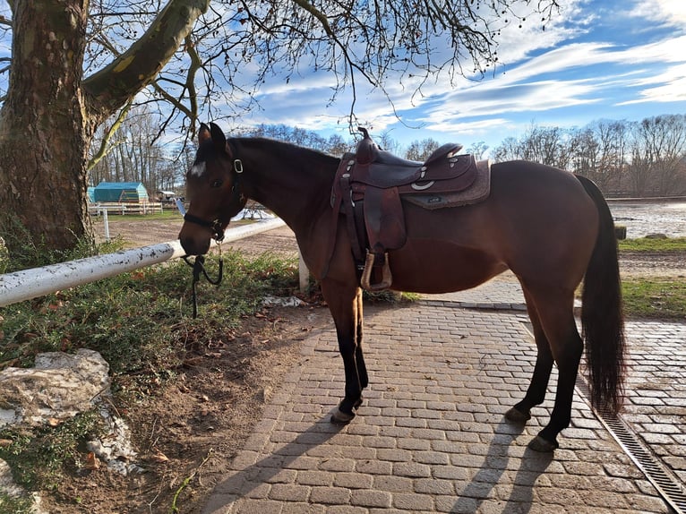 American Quarter Horse Mare 6 years 14.2 hh Brown in Löbnitz