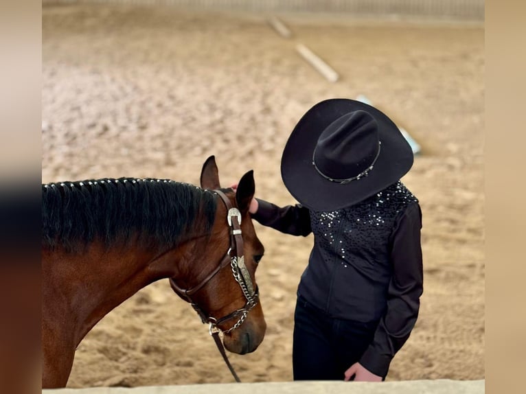 American Quarter Horse Mare 6 years 14.2 hh Brown in Löbnitz