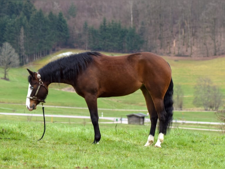 American Quarter Horse Mare 6 years 14,2 hh Brown in Steinen