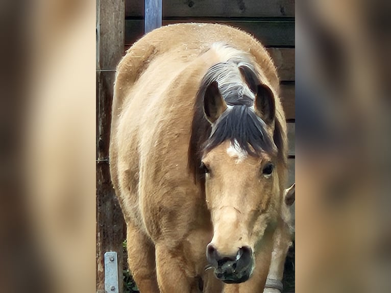 American Quarter Horse Mare 6 years 14.2 hh Buckskin in Langlingen