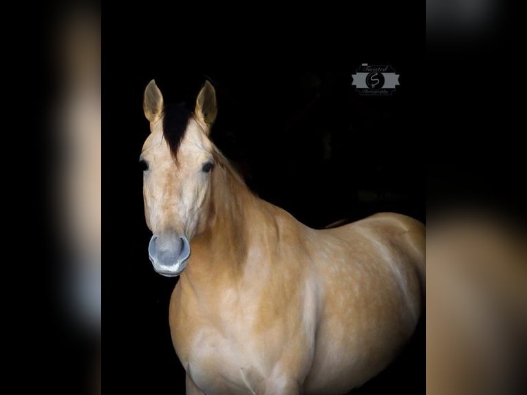 American Quarter Horse Mare 6 years 14,2 hh Buckskin in Sonora KY