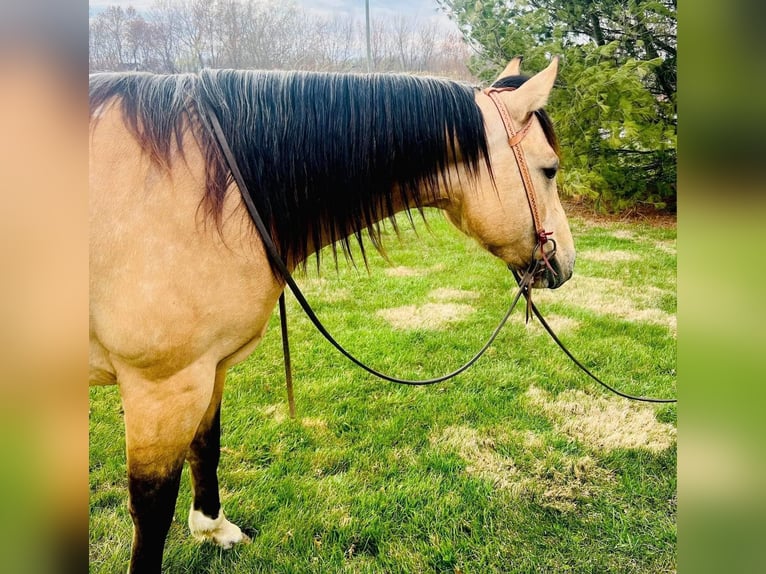 American Quarter Horse Mare 6 years 14,2 hh Buckskin in Sonora KY