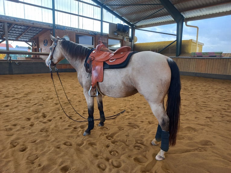 American Quarter Horse Mare 6 years 14,2 hh Buckskin in Harth-Pöllnitz