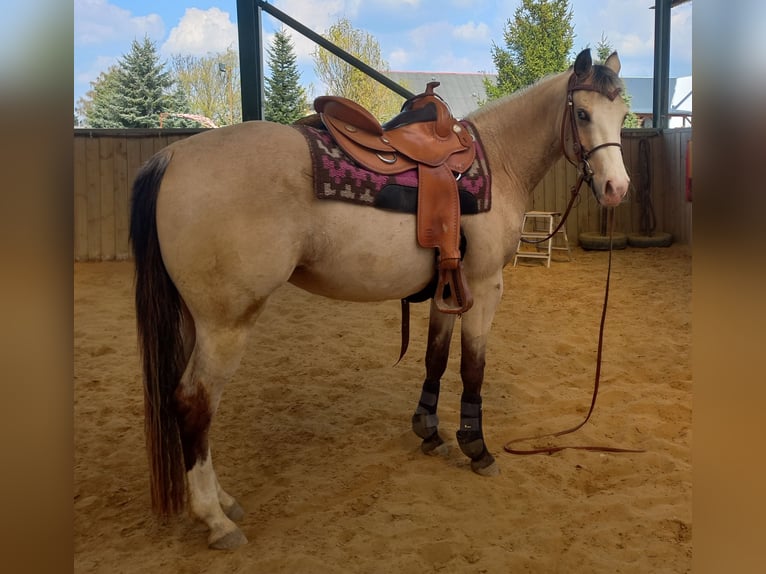 American Quarter Horse Mare 6 years 14,2 hh Buckskin in Harth-Pöllnitz