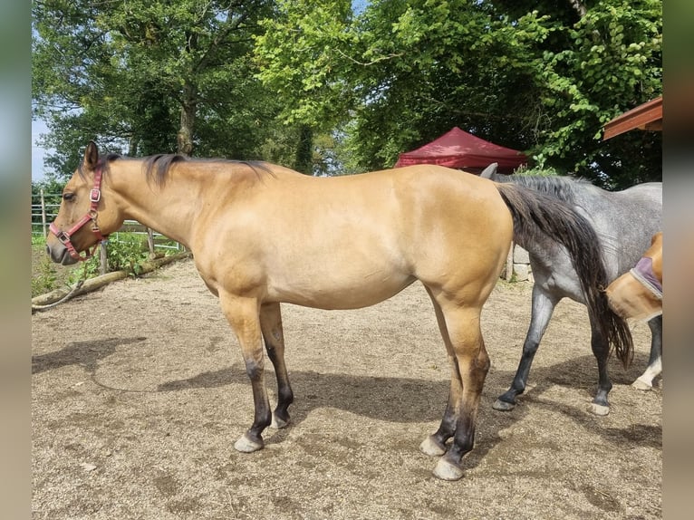 American Quarter Horse Mare 6 years 14,2 hh Buckskin in Olang