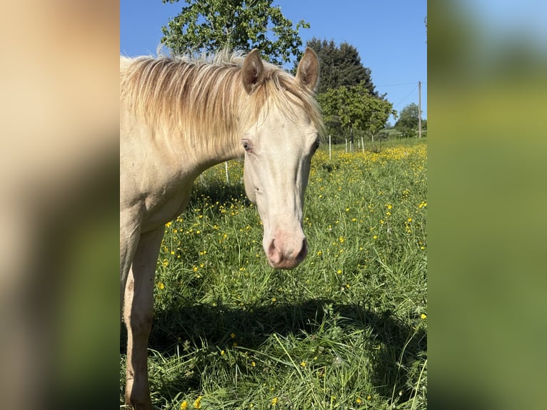 American Quarter Horse Mare 6 years 14.2 hh Champagne in Daleiden