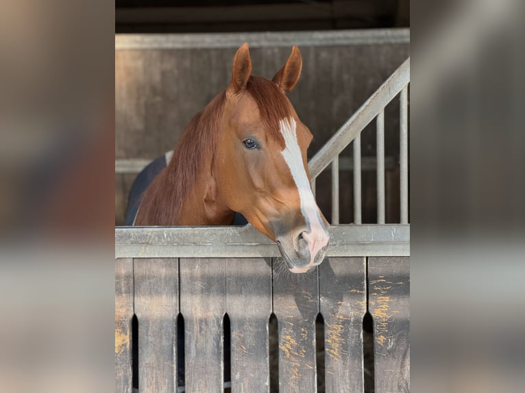 American Quarter Horse Mare 6 years 14,2 hh Chestnut-Red in Lüdinghausen