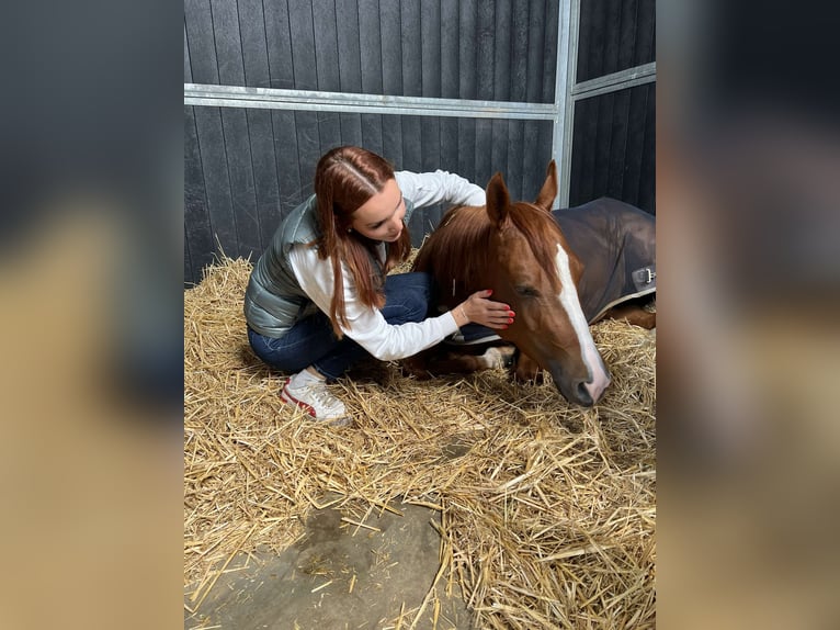 American Quarter Horse Mare 6 years 14,2 hh Chestnut-Red in Lüdinghausen