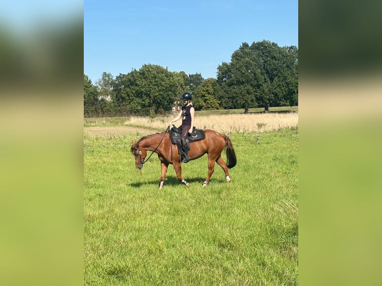 American Quarter Horse Mare 6 years 14.2 hh Chestnut-Red in Hiddenhausen
