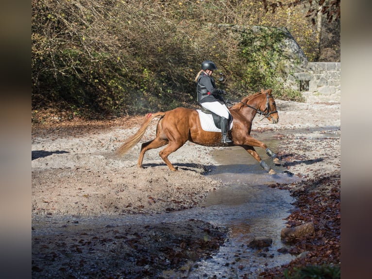 American Quarter Horse Mare 6 years 14,2 hh Chestnut-Red in Kirchbichl