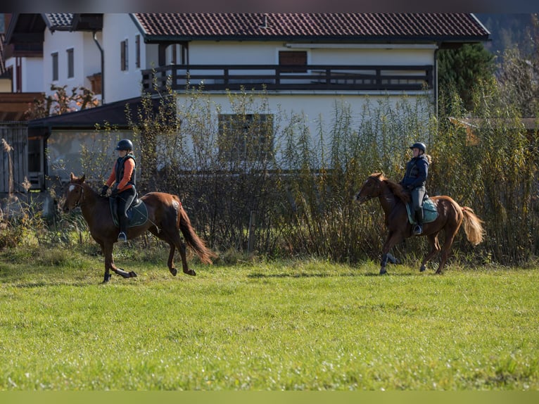 American Quarter Horse Mare 6 years 14,2 hh Chestnut-Red in Kirchbichl