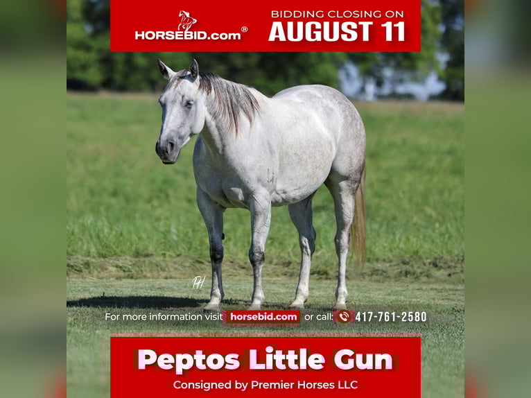 American Quarter Horse Mare 6 years 14,2 hh Grey in Buffalo, MO