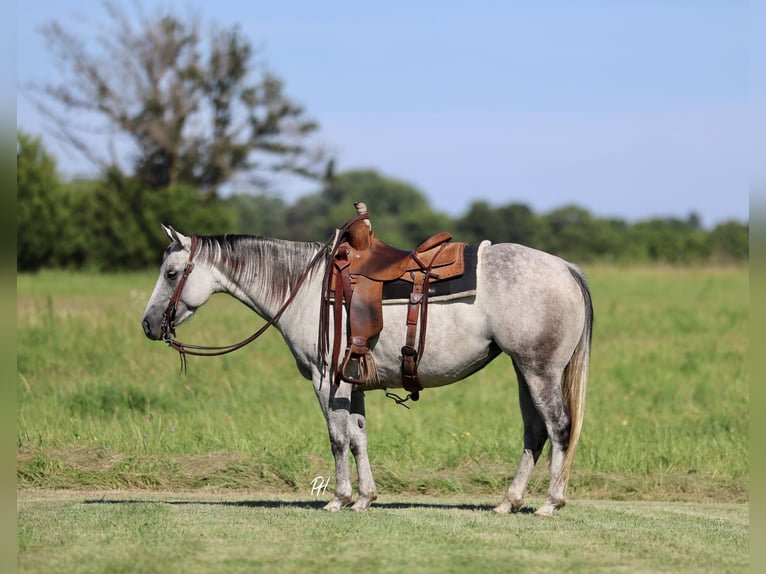 American Quarter Horse Mare 6 years 14,2 hh Grey in Buffalo, MO