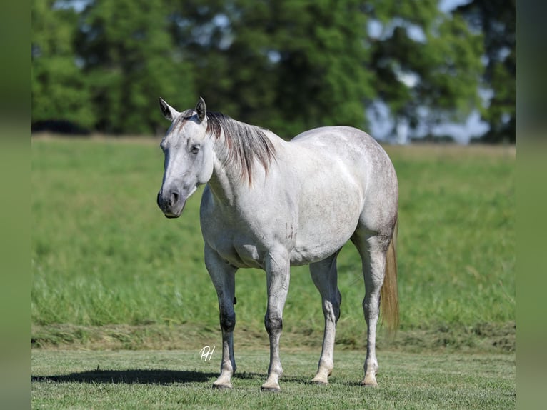 American Quarter Horse Mare 6 years 14,2 hh Grey in Buffalo, MO