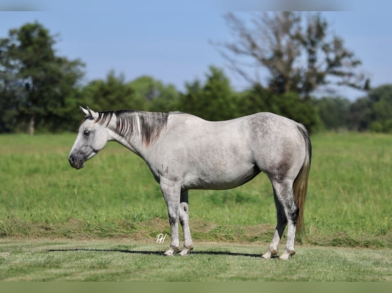 American Quarter Horse Mare 6 years 14,2 hh Grey in Buffalo, MO