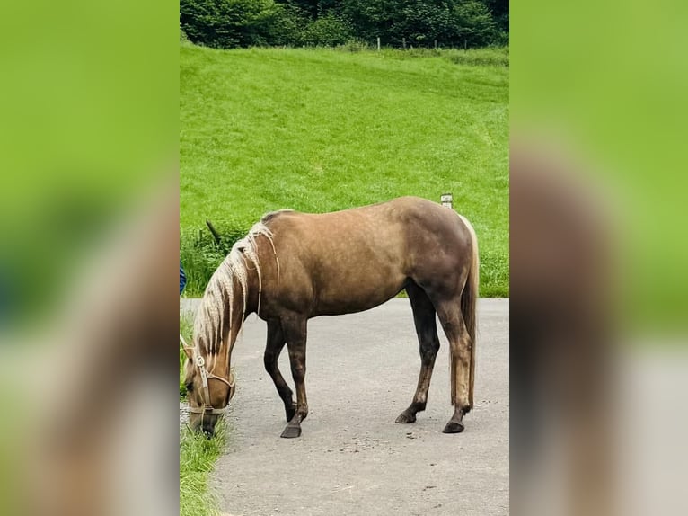 American Quarter Horse Mare 6 years 14,2 hh Palomino in Hettenhausen